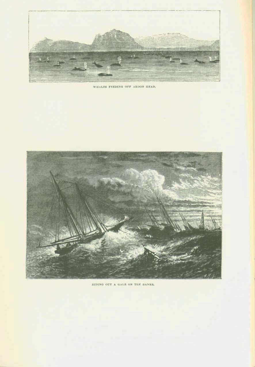 19th century whaling tales. vist0089h
